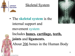 http://www.muslimworld.co.uk/images/body.jpg
5
Skeletal System
• The skeletal system is the
internal support and
movement system
Includes bones, cartilage, teeth,
joints and ligaments.
• About 206 bones in the Human Body
 
