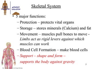 http://www.muslimworld.co.uk/images/body.jpg
7
Skeletal System
• 5 major functions:
– Protection – protects vital organs
– Storage – stores minerals (Calcium) and fat
– Movement – muscles pull bones to move -
Limbs act as rigid levers against which
muscles can work
– Blood Cell Formation – make blood cells
– Support – shape and form –
supports the body against gravity
 