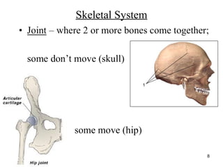 http://www.muslimworld.co.uk/images/body.jpg
8
Skeletal System
 