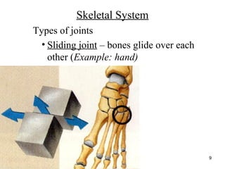 http://www.muslimworld.co.uk/images/body.jpg
9
Skeletal System
Types of joints
• Sliding joint – bones glide over each
other (Example: hand)
 