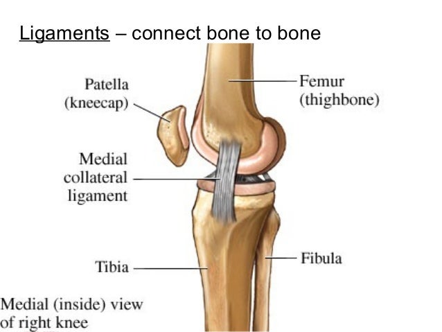 Systems of the Human Body