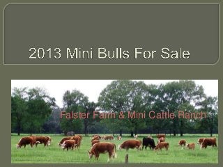 Falster Farm & Mini Cattle Ranch
 