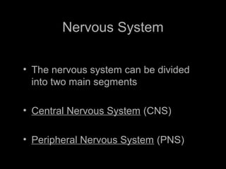 Nervous System
• The nervous system can be divided
into two main segments
• Central Nervous System (CNS)
• Peripheral Nervous System (PNS)
 