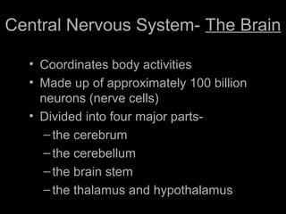 Central Nervous System- The Brain
• Coordinates body activities
• Made up of approximately 100 billion
neurons (nerve cells)
• Divided into four major parts-
–the cerebrum
–the cerebellum
–the brain stem
–the thalamus and hypothalamus
 