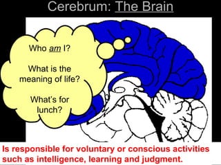 Who am I?
What is the
meaning of life?
What’s for
lunch?
Cerebrum: The Brain
Is responsible for voluntary or conscious activities
such as intelligence, learning and judgment.
 