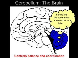 It looks like
we have a few
more notes to
take…
Cerebellum: The Brain
Controls balance and coordination
 