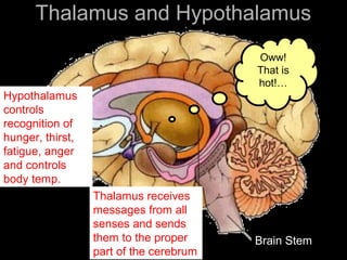 Thalamus and Hypothalamus
Oww!
That is
hot!…
Brain Stem
Thalamus receives
messages from all
senses and sends
them to the proper
part of the cerebrum
Hypothalamus
controls
recognition of
hunger, thirst,
fatigue, anger
and controls
body temp.
 
