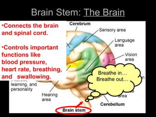 Breathe in…
Breathe out…
Brain Stem: The Brain
•Connects the brain
and spinal cord.
•Controls important
functions like
blood pressure,
heart rate, breathing,
and swallowing.
 