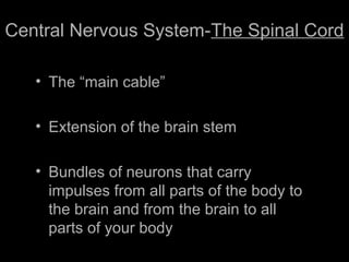 • The “main cable”
• Extension of the brain stem
• Bundles of neurons that carry
impulses from all parts of the body to
the brain and from the brain to all
parts of your body
Central Nervous System-The Spinal Cord
 