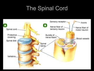 Research
Visit the
Glencoe
Science
Web site at
tx.science.glencoe.com
for more
information
about the
nervous
system.
Make a
brochure
outlining
recent
medical
advances.
The
Peripheral
Nervous
System
Your brain
and spinal
cord are
connected
to the rest
of your
body by the
peripheral
nervous
system.
The PNS is
made up of
12 pairs of
nerves from
your brain
called
cranial
nerves, and
31 pairs
from your
spinal cord
called
spinal
nerves.
Spinal
nerves are
made up of
bundles of
sensory
and motor
neurons
bound
together by
connective
tissue. For
this reason,
a single
spinal
nerve can
have
impulses
going to
and from
the brain at
the same
time. Some
nerves
contain
only
sensory
neurons,
and some
contain
only motor
neurons,
but most
nerves
contain
both types
of neurons.
Somatic
and
Autonomic
Systems
The
peripheral
nervous
system has
two major
divisions.
The
somatic
system
controls
voluntary
actions. It
is made up
of the
cranial and
spinal
nerves that
go from the
central
nervous
system to
your
skeletal
muscles.
The
autonomic
system
controls
involuntary
actions-
those not
under
conscious
control-
such as
your heart
rate,
breathing,
digestion,
and
glandular
functions.
These two
divisions,
along with
the central
nervous
system,
make up
your body's
nervous
system.
The Spinal Cord
 