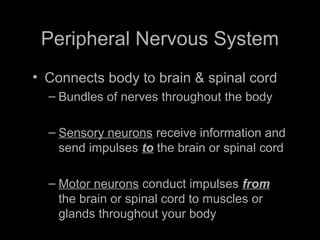 Peripheral Nervous System
• Connects body to brain & spinal cord
– Bundles of nerves throughout the body
– Sensory neurons receive information and
send impulses to the brain or spinal cord
– Motor neurons conduct impulses from
the brain or spinal cord to muscles or
glands throughout your body
 