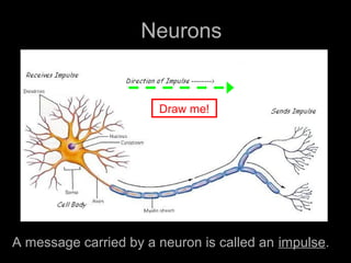 Neurons
A message carried by a neuron is called an impulse.
Draw me!
 