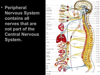 • Peripheral
Nervous System
contains all
nerves that are
not part of the
Central Nervous
System.
 