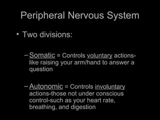 Peripheral Nervous System
• Two divisions:
–Somatic = Controls voluntary actions-
like raising your arm/hand to answer a
question
–Autonomic = Controls involuntary
actions-those not under conscious
control-such as your heart rate,
breathing, and digestion
 
