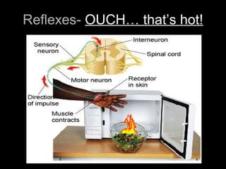 Reflexes- OUCH… that’s hot!
 