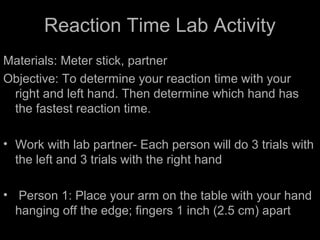 Reaction Time Lab Activity
Materials: Meter stick, partner
Objective: To determine your reaction time with your
right and left hand. Then determine which hand has
the fastest reaction time.
• Work with lab partner- Each person will do 3 trials with
the left and 3 trials with the right hand
• Person 1: Place your arm on the table with your hand
hanging off the edge; fingers 1 inch (2.5 cm) apart
 