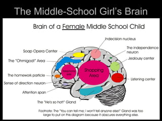 The Middle-School Girl’s Brain
 