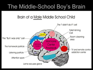 The Middle-School Boy’s Brain
 
