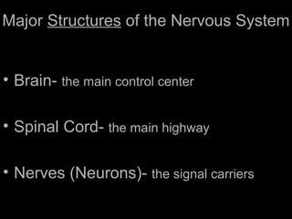 Major Structures of the Nervous System
• Brain- the main control center
• Spinal Cord- the main highway
• Nerves (Neurons)- the signal carriers
 