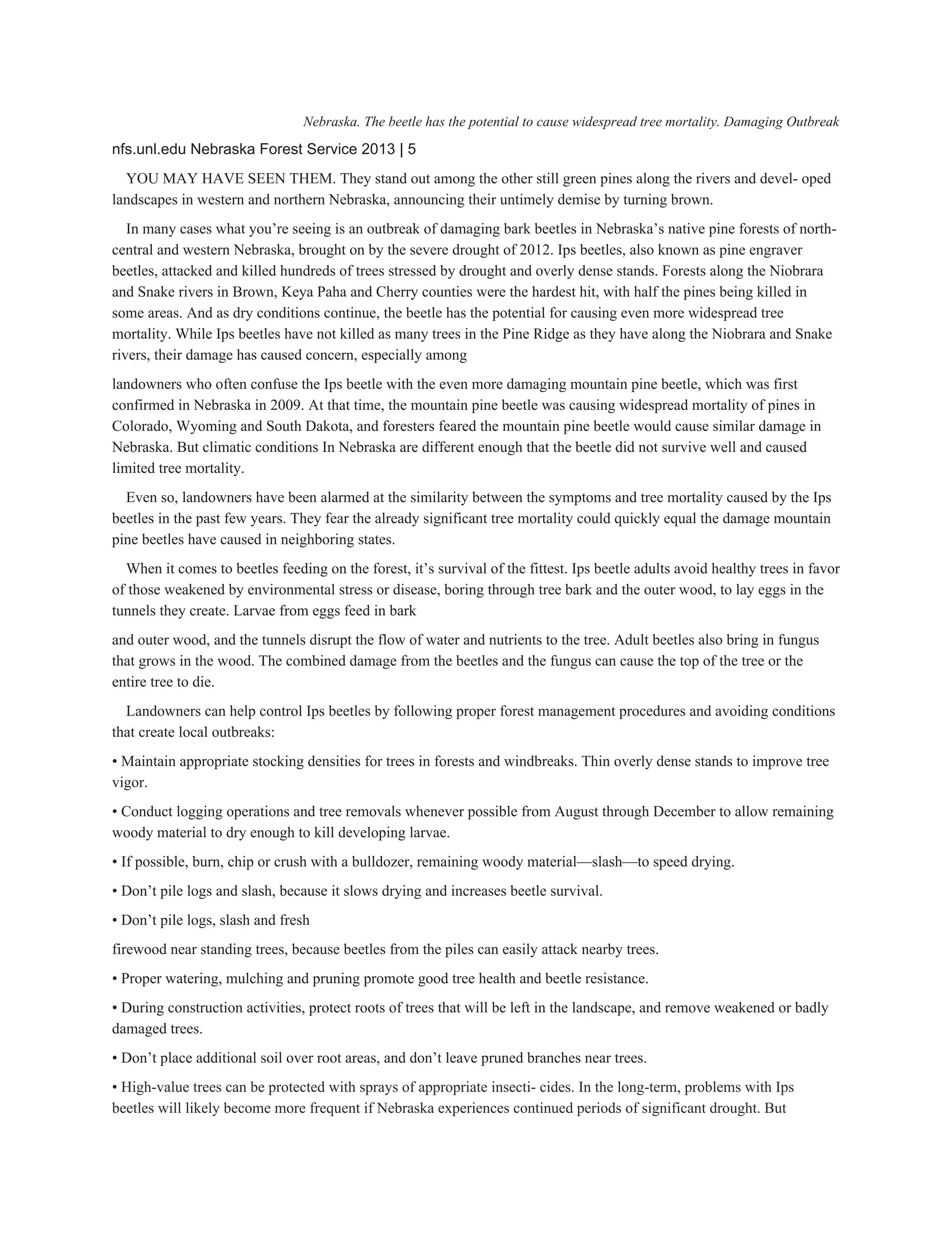 Nebraska. The beetle has the potential to cause widespread tree mortality. Damaging Outbreak 
nfs.unl.edu Nebraska Forest Service 2013 | 5 
YOU MAY HAVE SEEN THEM. They stand out among the other still green pines along the rivers and devel­ oped 
landscapes in western and northern Nebraska, announcing their untimely demise by turning brown. 
In many cases what you’re seeing is an outbreak of damaging bark beetles in Nebraska’s native pine forests of north­ 
central and western Nebraska, brought on by the severe drought of 2012. Ips beetles, also known as pine engraver 
beetles, attacked and killed hundreds of trees stressed by drought and overly dense stands. Forests along the Niobrara 
and Snake rivers in Brown, Keya Paha and Cherry counties were the hardest hit, with half the pines being killed in 
some areas. And as dry conditions continue, the beetle has the potential for causing even more widespread tree 
mortality. While Ips beetles have not killed as many trees in the Pine Ridge as they have along the Niobrara and Snake 
rivers, their damage has caused concern, especially among 
landowners who often confuse the Ips beetle with the even more damaging mountain pine beetle, which was first 
confirmed in Nebraska in 2009. At that time, the mountain pine beetle was causing widespread mortality of pines in 
Colorado, Wyoming and South Dakota, and foresters feared the mountain pine beetle would cause similar damage in 
Nebraska. But climatic conditions In Nebraska are different enough that the beetle did not survive well and caused 
limited tree mortality. 
Even so, landowners have been alarmed at the similarity between the symptoms and tree mortality caused by the Ips 
beetles in the past few years. They fear the already significant tree mortality could quickly equal the damage mountain 
pine beetles have caused in neighboring states. 
When it comes to beetles feeding on the forest, it’s survival of the fittest. Ips beetle adults avoid healthy trees in favor 
of those weakened by environmental stress or disease, boring through tree bark and the outer wood, to lay eggs in the 
tunnels they create. Larvae from eggs feed in bark 
and outer wood, and the tunnels disrupt the flow of water and nutrients to the tree. Adult beetles also bring in fungus 
that grows in the wood. The combined damage from the beetles and the fungus can cause the top of the tree or the 
entire tree to die. 
Landowners can help control Ips beetles by following proper forest management procedures and avoiding conditions 
that create local outbreaks: 
• Maintain appropriate stocking densities for trees in forests and windbreaks. Thin overly dense stands to improve tree 
vigor. 
• Conduct logging operations and tree removals whenever possible from August through December to allow remaining 
woody material to dry enough to kill developing larvae. 
• If possible, burn, chip or crush with a bulldozer, remaining woody material—slash—to speed drying. 
• Don’t pile logs and slash, because it slows drying and increases beetle survival. 
• Don’t pile logs, slash and fresh 
firewood near standing trees, because beetles from the piles can easily attack nearby trees. 
• Proper watering, mulching and pruning promote good tree health and beetle resistance. 
• During construction activities, protect roots of trees that will be left in the landscape, and remove weakened or badly 
damaged trees. 
• Don’t place additional soil over root areas, and don’t leave pruned branches near trees. 
• High­value trees can be protected with sprays of appropriate insecti­ cides. In the long­term, problems with Ips 
beetles will likely become more frequent if Nebraska experiences continued periods of significant drought. But 
 