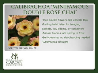 •True double flowers add upscale look
•Trailing habit ideal for hanging
baskets, low edging, or containers
•Annual blooms late spring to frost
•Self-cleaning, no deadheading needed
•Calibrachoa cultivars
 