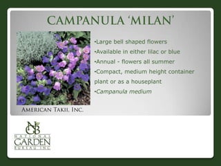 •Large bell shaped flowers
•Available in either lilac or blue
•Annual - flowers all summer
•Compact, medium height container
plant or as a houseplant
•Campanula medium
 
