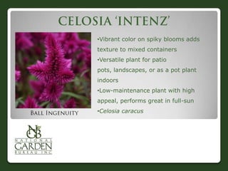 •Vibrant color on spiky blooms adds
texture to mixed containers
•Versatile plant for patio pots,
landscapes, or as a pot plant indoors
•Low-maintenance plant with high
appeal, performs great in full-sun
•Celosia caracus
 