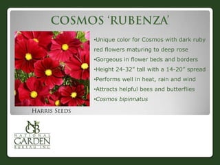 •Unique color for Cosmos with dark ruby
red flowers maturing to deep rose
•Gorgeous in flower beds and borders
•Height 24-32” tall with a 14-20” spread
•Performs well in heat, rain and wind
•Attracts helpful bees and butterflies
•Cosmos bipinnatus
 