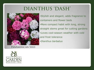 •Stylish and elegant, adds fragrance to
containers and flower beds
•More compact habit with long, strong
straight stems great for cutting gardens
•Loves cool-season weather with cold
and frost tolerance
•Dianthus barbatus
 