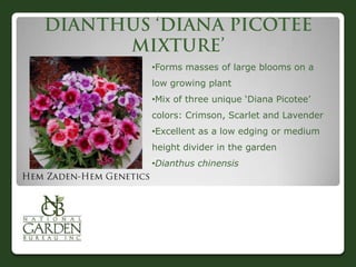 •Forms masses of large blooms on a
low growing plant
•Mix of three unique „Diana Picotee‟
colors: Crimson, Scarlet and Lavender
•Excellent as a low edging or medium
height divider in the garden
•Dianthus chinensis
 