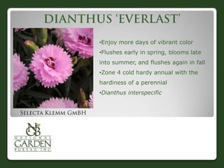 •Enjoy more days of vibrant color
•Flushes early in spring, blooms late
into summer, and flushes again in fall
•Zone 4 cold hardy annual with the
hardiness of a perennial
•Dianthus interspecific
 