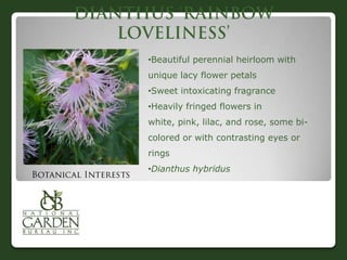 •Beautiful perennial heirloom with
unique lacy flower petals
•Sweet intoxicating fragrance
•Heavily fringed flowers in white, pink,
lilac, and rose, some bi-colored or with
contrasting eyes or rings
•Dianthus hybridus
 
