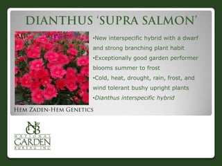 •New interspecific hybrid with a dwarf
and strong branching plant habit
•Exceptionally good garden performer
blooms summer to frost
•Cold, heat, drought, rain, frost, and
wind tolerant bushy upright plants
•Dianthus interspecific hybrid
 