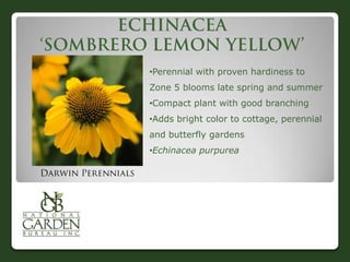 •Perennial with proven hardiness to
Zone 5 blooms late spring and summer
•Compact plant with good branching
•Adds bright color to cottage, perennial
and butterfly gardens
•Echinacea purpurea
 