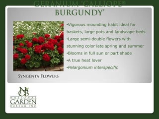 

•Vigorous mounding habit ideal for
baskets, large pots and landscape beds
•Large semi-double flowers with
stunning color late spring and summer
•Blooms in full sun or part shade
•A true heat lover
•Pelargonium interspecific
 