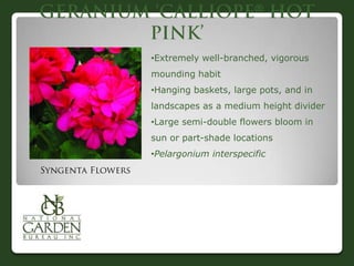

•Extremely well-branched, vigorous
mounding habit
•Hanging baskets, large pots, and in
landscapes as a medium height divider
•Large semi-double flowers bloom in
sun or part-shade locations
•Pelargonium interspecific
 