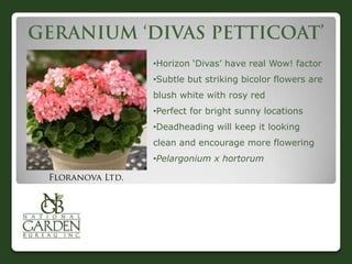 •Horizon „Divas‟ have real Wow! factor
•Subtle but striking bicolor flowers are
blush white with rosy red
•Perfect for bright sunny locations
•Deadheading will keep it looking
clean and encourage more flowering
•Pelargonium x hortorum
 
