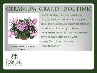 •Great climbing, trailing variety for
hanging baskets, window boxes, patio
pots, and as a ground cover on hillsides
•It will also climb on your fence
•In southern parts of USA, this annual
stays in flower the whole year
•Large 3- to 4-inch blooms
•Pelargonium ivy
 