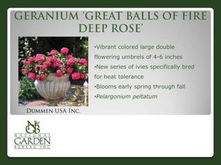 •Vibrant colored large double
flowering umbrels of 4-6 inches
•New series of ivies specifically bred
for heat tolerance
•Blooms early spring through fall
•Pelargonium peltatum
 
