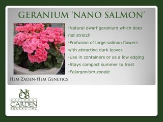 •Natural dwarf geranium which does
not stretch
•Profusion of large salmon flowers
with attractive dark leaves
•Use in containers or as a low edging
•Stays compact summer to frost
•Pelargonium zonale
 