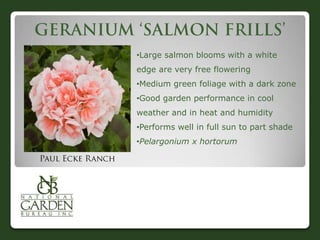 •Large salmon blooms with a white
edge are very free flowering
•Medium green foliage with a dark zone
•Good garden performance in cool
weather and in heat and humidity
•Performs well in full sun to part shade
•Pelargonium x hortorum
 