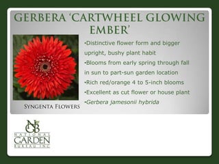 •Distinctive flower form and bigger
upright, bushy plant habit
•Blooms from early spring through fall
in sun to part-sun garden location
•Rich red/orange 4 to 5-inch blooms
•Excellent as cut flower or house plant
•Gerbera jamesonii hybrida
 