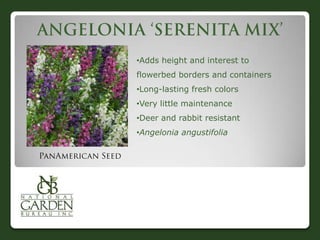 •Adds height and interest to
flowerbed borders and containers
•Long-lasting fresh colors
•Very little maintenance
•Deer and rabbit resistant
•Angelonia angustifolia
 