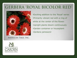 •Exciting addition to the „Royal‟ series
•Primarily vibrant red with a ring of
white at the center of the flower
•Upright plants bloom continuously
•Garden container or houseplant
•Gerbera jamesonii
 