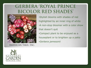 •Stylish blooms with shades of red
highlighted by an inner ring of white
•A non-stop bloomer with a color show
that doesn‟t quit
•Compact plant to be enjoyed as a
houseplant or to brighten up a patio
•Gerbera jamesonii
 