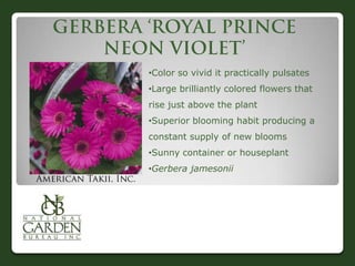 •Color so vivid it practically pulsates
•Large brilliantly colored flowers that
rise just above the plant
•Superior blooming habit producing a
constant supply of new blooms
•Sunny container or houseplant
•Gerbera jamesonii
 