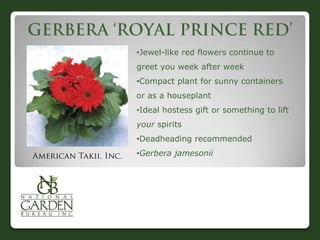 •Jewel-like red flowers continue to
greet you week after week
•Compact plant for sunny containers
or as a houseplant
•Ideal hostess gift or something to lift
your spirits
•Deadheading recommended
•Gerbera jamesonii
 