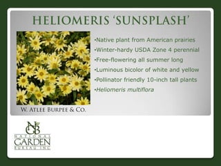 •Native plant from American prairies
•Winter-hardy USDA Zone 4 perennial
•Free-flowering all summer long
•Luminous bicolor of white and yellow
•Pollinator friendly 10-inch tall plants
•Heliomeris multiflora
 