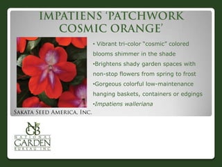 • Vibrant tri-color “cosmic” colored
blooms shimmer in the shade
•Brightens shady garden spaces with
non-stop flowers from spring to frost
•Gorgeous colorful low-maintenance
hanging baskets, containers or edgings
•Impatiens walleriana
 