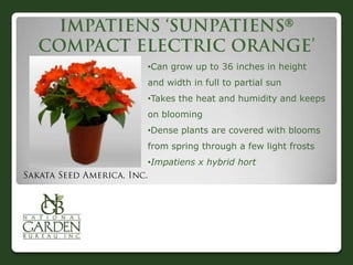 


•Can grow up to 36 inches in height
and width in full to partial sun
•Takes the heat and humidity and keeps
on blooming
•Dense plants are covered with blooms
from spring through a few light frosts
•Impatiens x hybrid hort
 